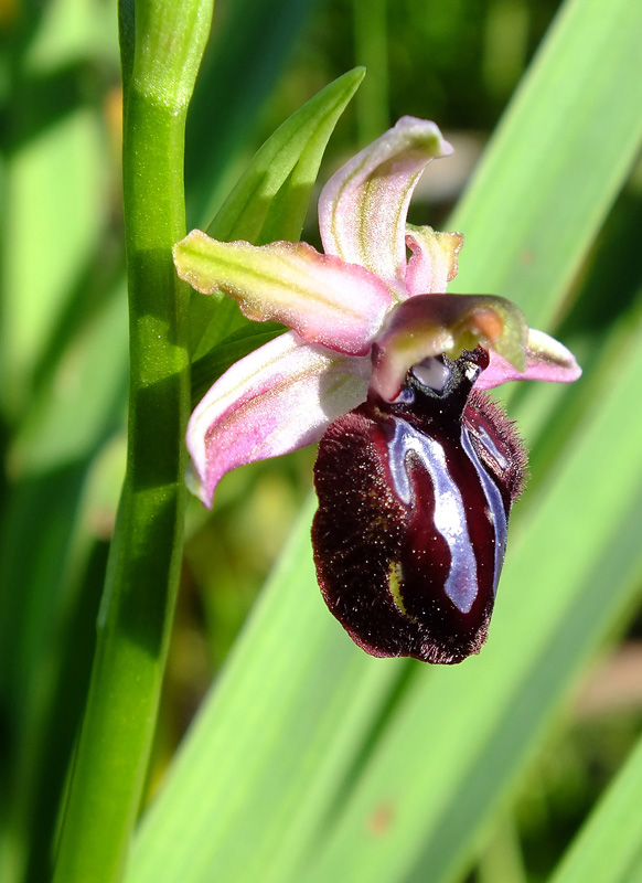 Ophrys sipontensis